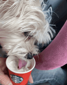 a small white dog drinking from a starbucks cup