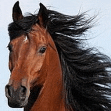 a close up of a brown horse with a long mane .