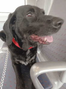 a black dog wearing a red collar is sitting on a chair