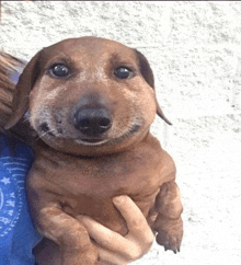 a person is holding a small brown dog with a beehive on its face