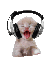 a kitten is wearing headphones with its mouth open