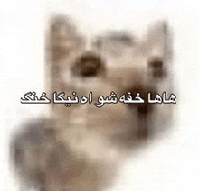 a blurred image of a cat with arabic writing on it .