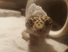 a close up of a lizard 's face with a towel on its head