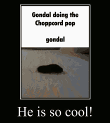 a poster with a picture of a guinea pig and the words " gondal doing the choppcord pop "