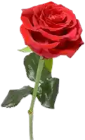 a single red rose with a green stem and leaves on a white background