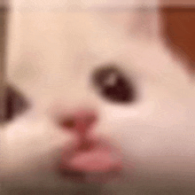 a close up of a cat 's face with a blurry background and a pink nose .