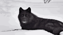 Wolf GIFs | Tenor