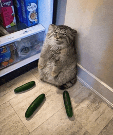 a cat sitting in front of a refrigerator with a box of organic oatmeal in the background