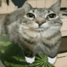 a cat is standing on top of a watermelon .