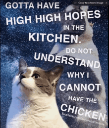 a picture of a cat with a caption that says " gotta have high high hopes in the kitchen