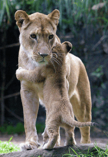 a lioness holds her cub in her arms