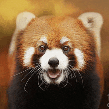 a close up of a red panda looking at the camera with its mouth open