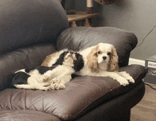 two cocker spaniel dogs are laying on a leather couch