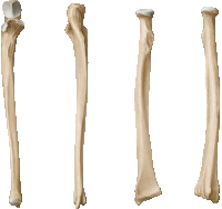 the bones of the arm are shown from different angles on a white background