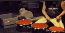 a man is playing drums while a cat sits on the floor behind him .