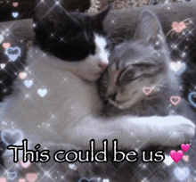 two cats hugging with the words " this could be us " in the background