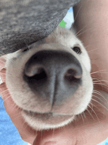 a close up of a dog 's nose being held by someone