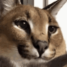 a close up of a cat 's face looking at the camera with a white background .