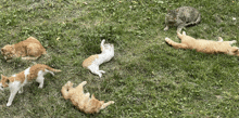 a group of cats laying in the grass including one that is laying on its back