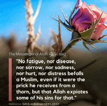 a quote from the messenger of allah with a rose in the background