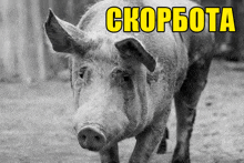 a black and white photo of a pig with the word skorbota in yellow letters