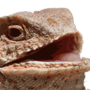 a close up of a lizard 's face with its mouth open on a white background .