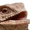 a close up of a lizard 's face with its mouth open on a white background .