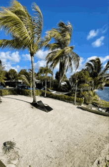 a sandy beach with palm trees and a kayak