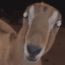 a close up of a goat 's face with a blurry background