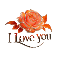 a picture of an orange rose with the words i love you