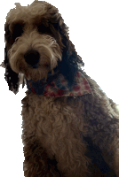 a brown and white dog wearing a red white and blue scarf around its neck