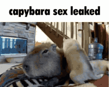 a picture of a capybara laying on a bed with the caption capybara sex leaked