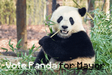 a panda bear is eating bamboo with the words " vote panda for mayor " above it