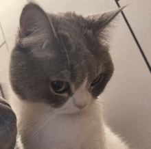 a close up of a gray and white cat with a serious look on its face