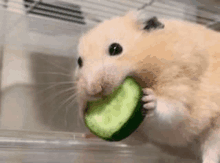 a close up of a hamster eating a cucumber slice .