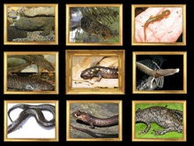 a collage of pictures of lizards and snakes in gold frames