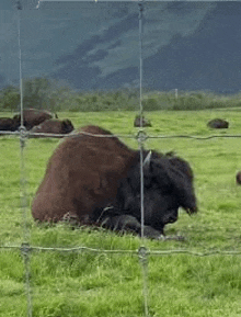 a bison is laying down in a grassy field behind a wire fence .