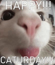 a close up of a cat 's face with the words happy saturday written above it