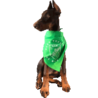 a dog wearing a green bandana with the word a.c.r. on it