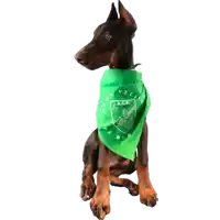 a dog wearing a green bandana with the word a.c.r. on it