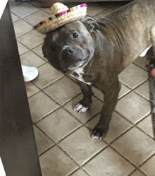 a dog wearing a sombrero is looking at the camera