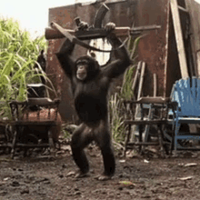 a chimpanzee is holding a gun over his head and dancing .