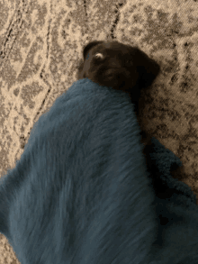 a black dog is wrapped in a blue blanket on a rug