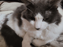 a close up of a gray and white cat