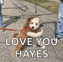 a dog on a leash is hugging another dog with the words love you hayes below it