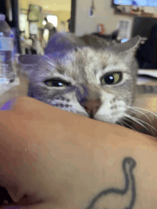 a cat rests its head on a person 's arm with a tattoo of a duck on it