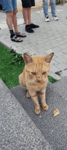 a cat standing on a sidewalk with a piece of bread on the ground