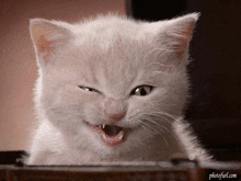 a white cat is making a funny face with its mouth open and the website photofurl.com is below it