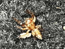 a small spider is sitting on a piece of carpet