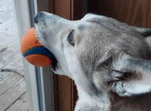 a dog with a ball in its mouth looking out of a window